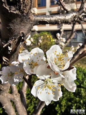 【拍有細節(jié)】一花一世界