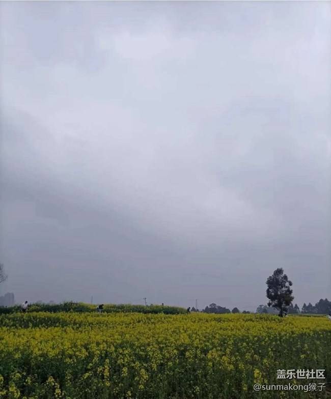 【廣州的花花們】彩色花海