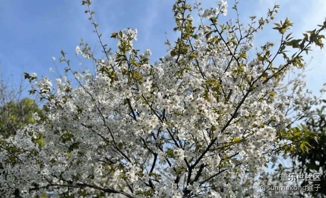 【春日尋花】櫻花