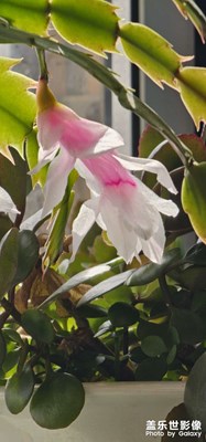 【拍有細(xì)節(jié)】?魚非魚，花非花