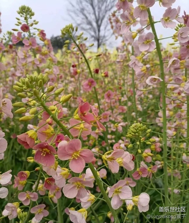 【廣州的花花們】彩色花海