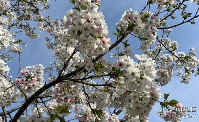 【春日尋花】櫻花