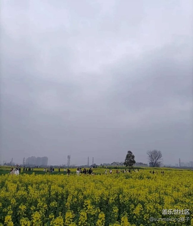 【廣州的花花們】彩色花海