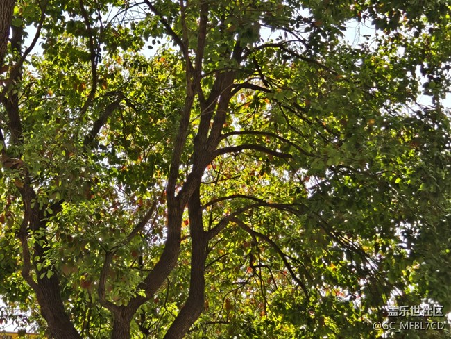 #煙花三月——葉子綠了
