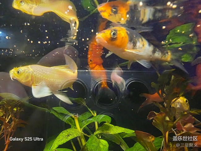 【春日序曲】錦鯉游泳應團圓