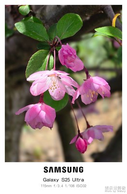 【拍有細節(jié)】+海棠花開