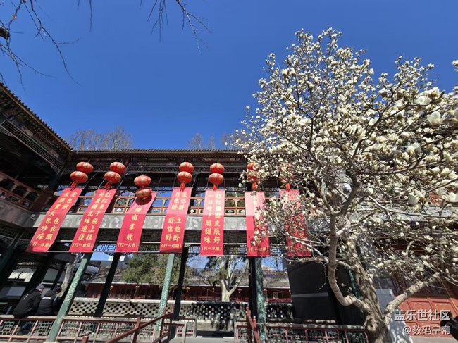 【春日序曲】春意未盡 百合花開