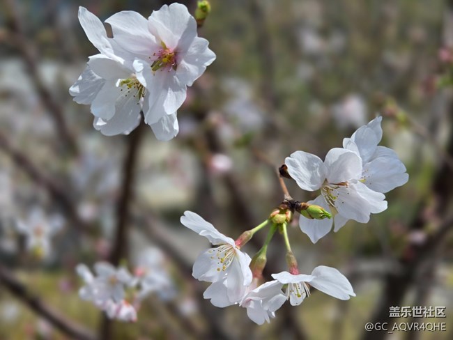 #煙花三月——花