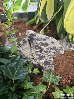 【拍有細(xì)節(jié)】植物