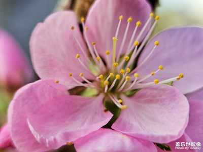 【拍有細(xì)節(jié)】+桃之夭夭，灼灼其華