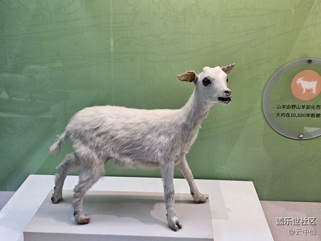 【春日序曲】家禽家畜