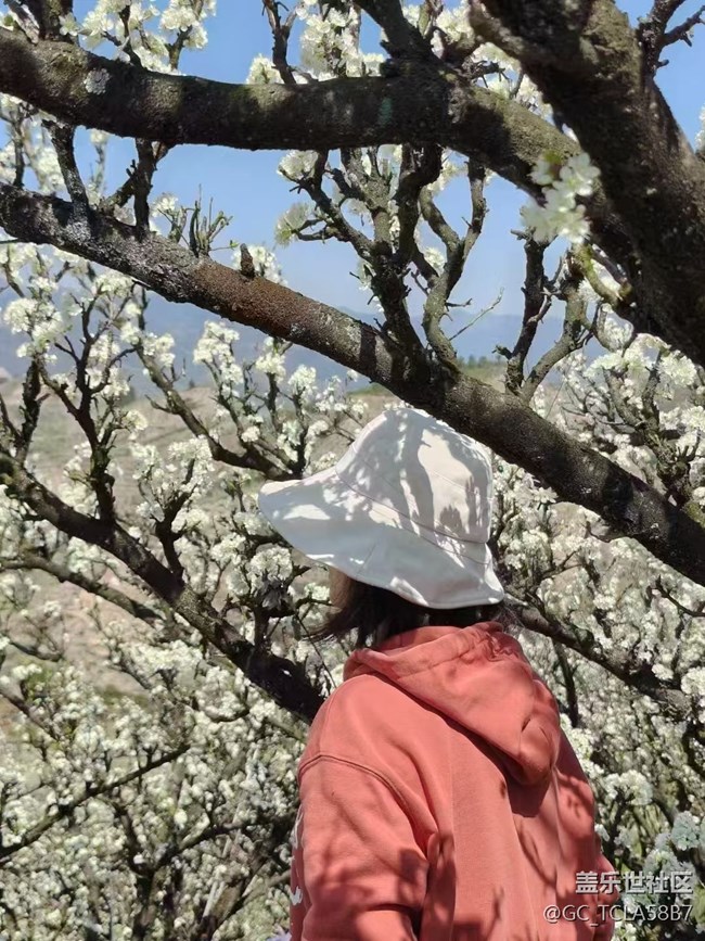 【廣州的花花們】梨花開(kāi)