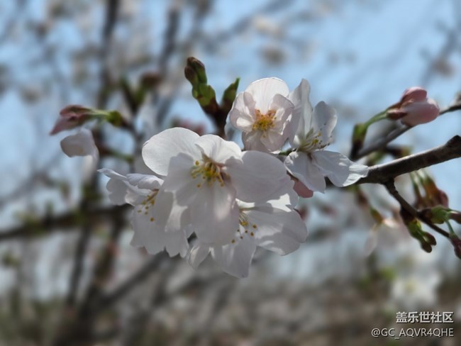 #煙花三月——花