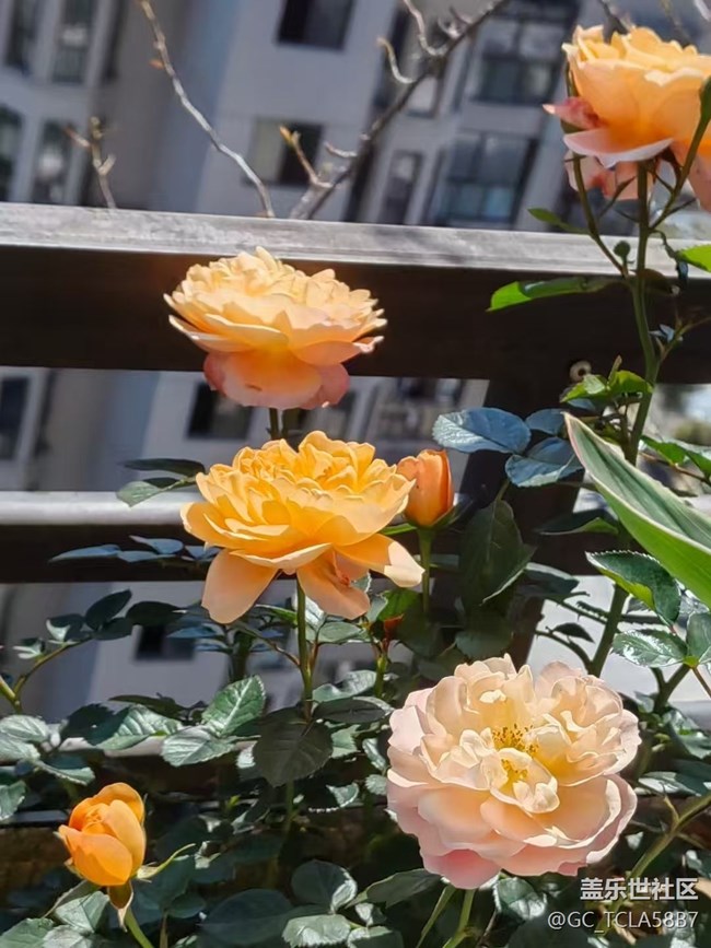 【春日尋花】花花