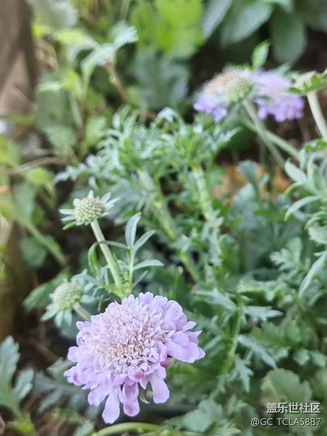 【春日尋花】花花