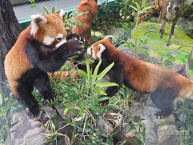 【春日序曲】動物中的可愛擔(dān)當(dāng)