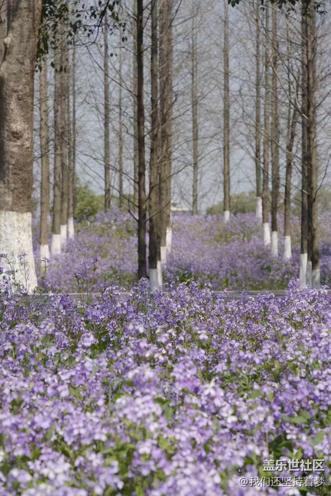 【廣州的花花們】花海