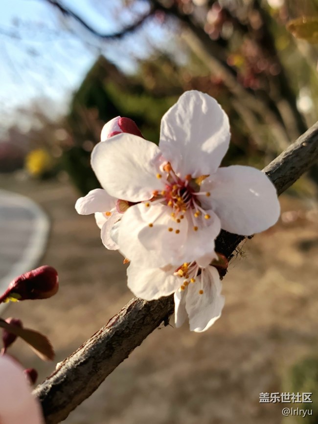 【時間在此刻靜止】+春日花不語
