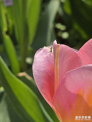 【拍有細(xì)節(jié)】美麗郁金香