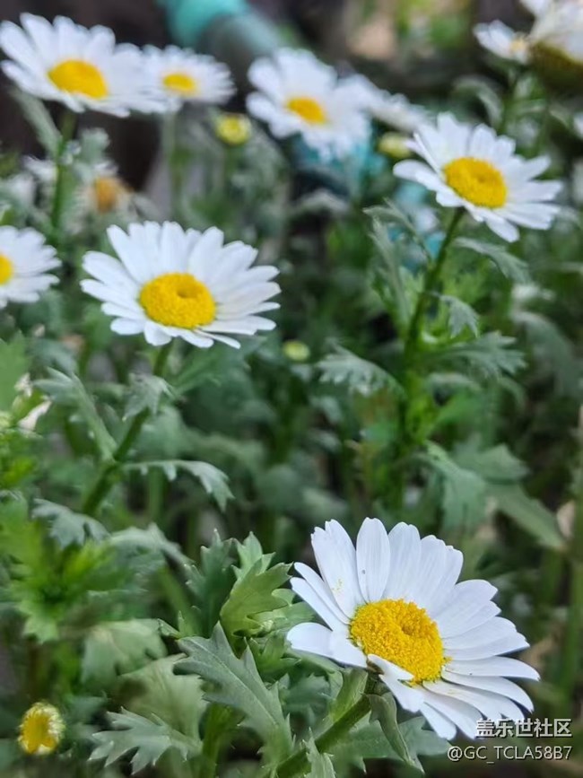 【春日尋花】花花