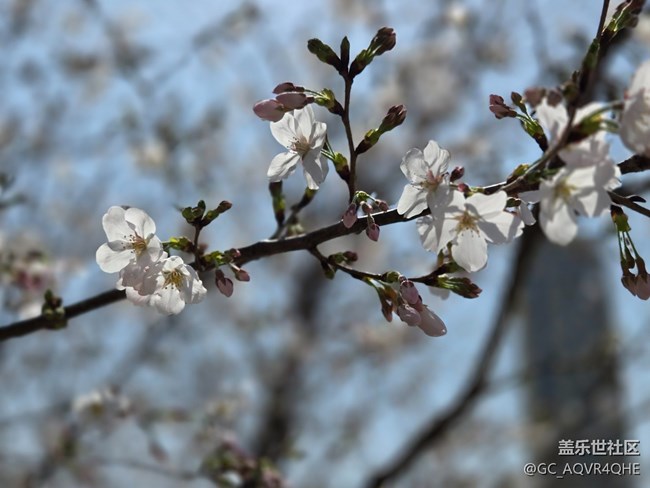 #煙花三月——花