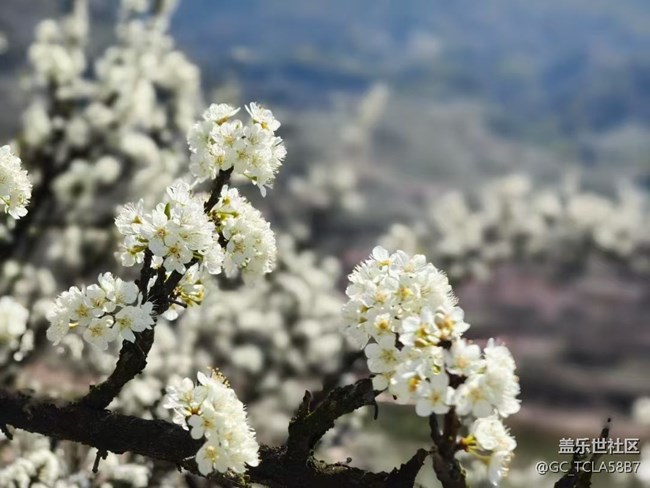 【廣州的花花們】梨花開(kāi)