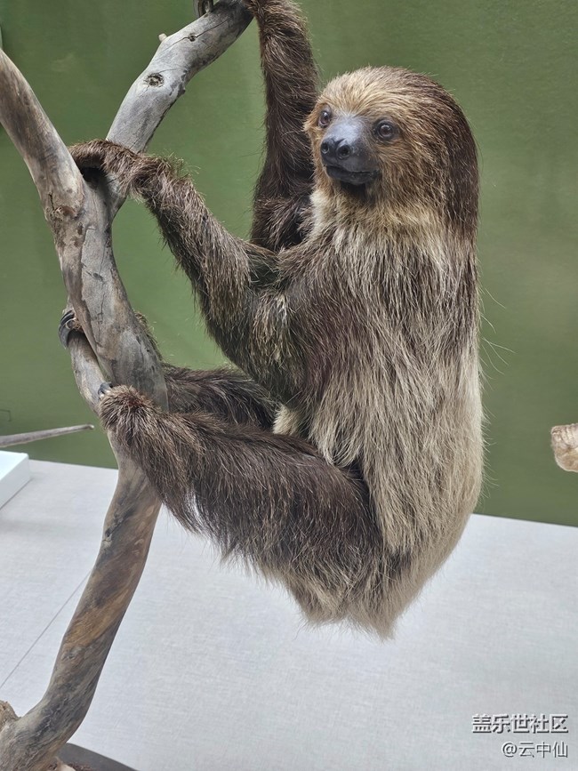 【春日序曲】動物中的可愛擔(dān)當(dāng)