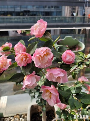 【拍有細節(jié)】春天的花兒