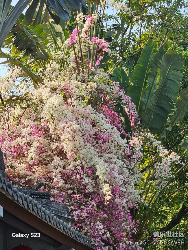 【活動回顧】園博園的三角梅