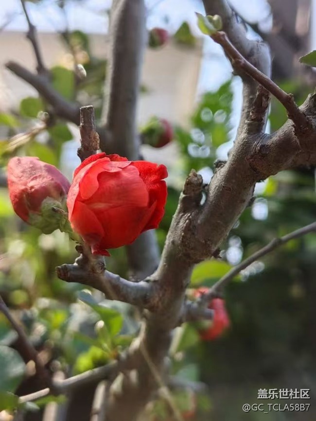 【春日尋花】花花