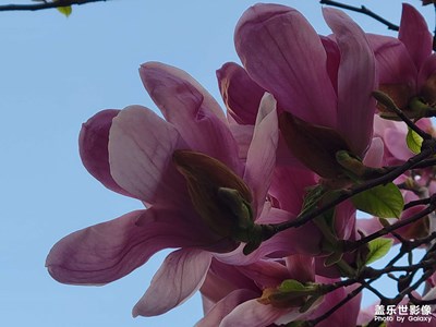 【拍有細(xì)節(jié)】+玉蘭花