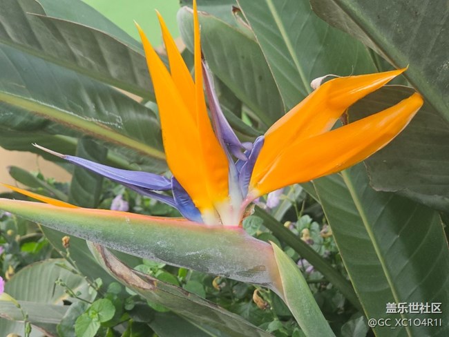 【春暖蓉城 定格美好】徒步