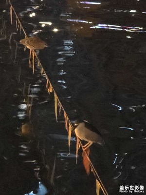 【拍有細(xì)節(jié)】夜晚的鳥