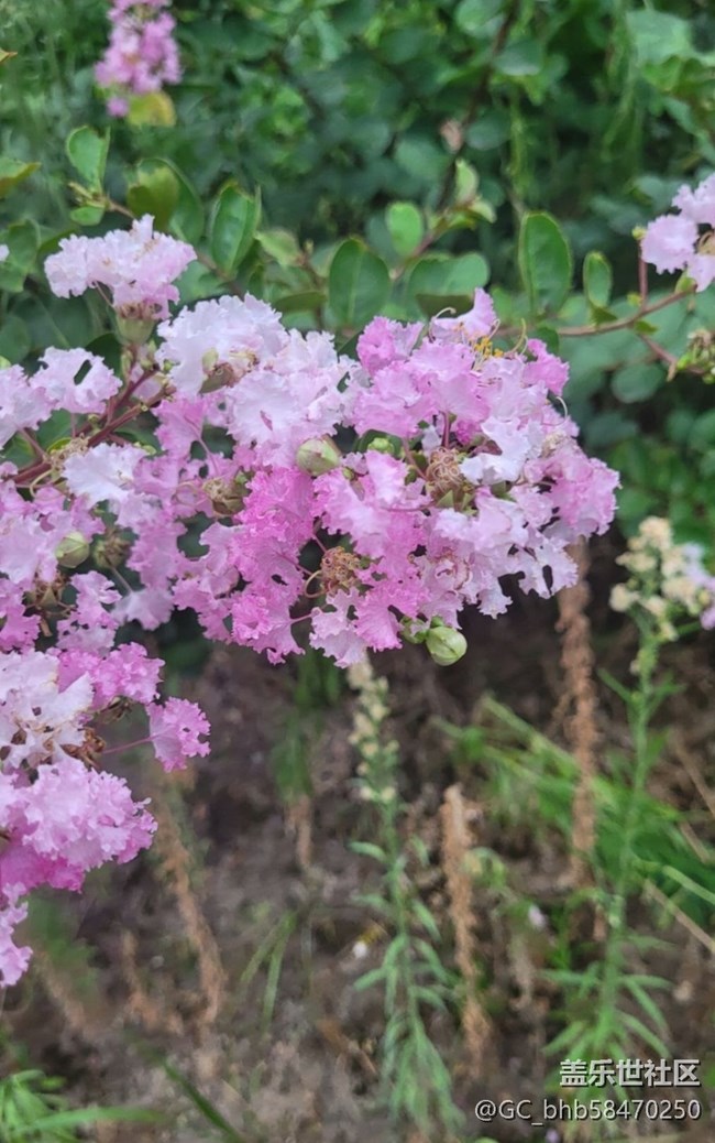 【廣州的花花們】粉紅花