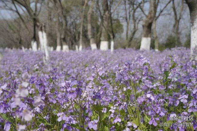 【廣州的花花們】花海