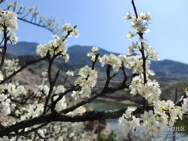 【廣州的花花們】梨花開(kāi)
