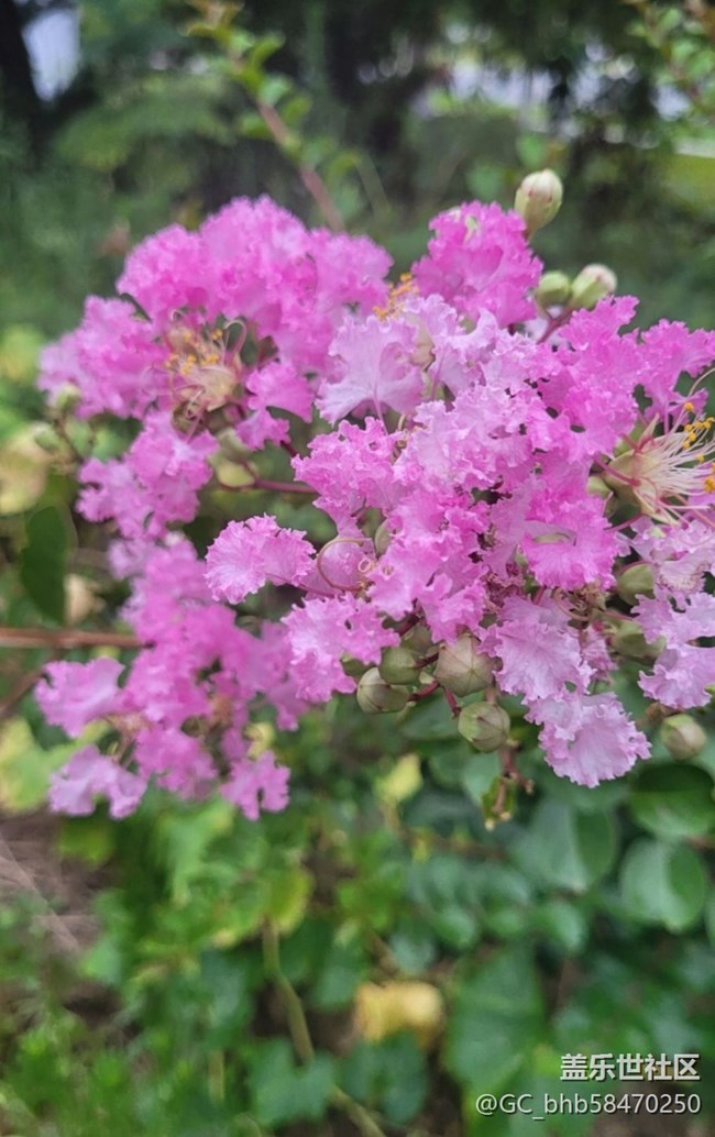 【廣州的花花們】粉紅花