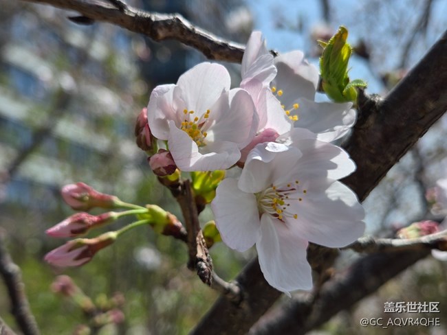 #煙花三月——花