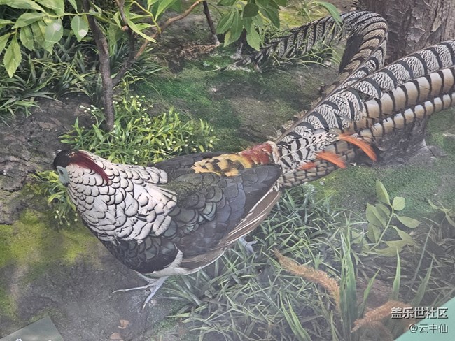 【春日序曲】生存