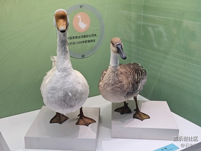 【春日序曲】家禽家畜