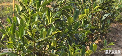 在建農(nóng)場(chǎng)