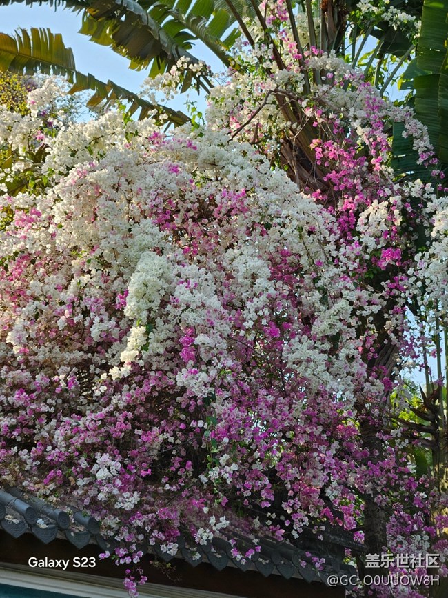 【活動回顧】園博園的三角梅