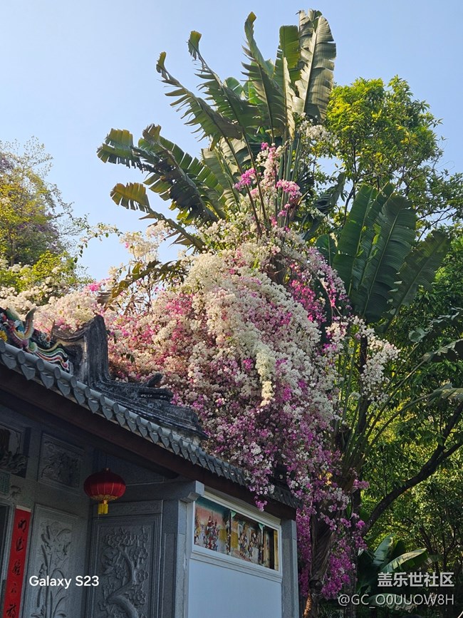 【活動回顧】園博園的三角梅