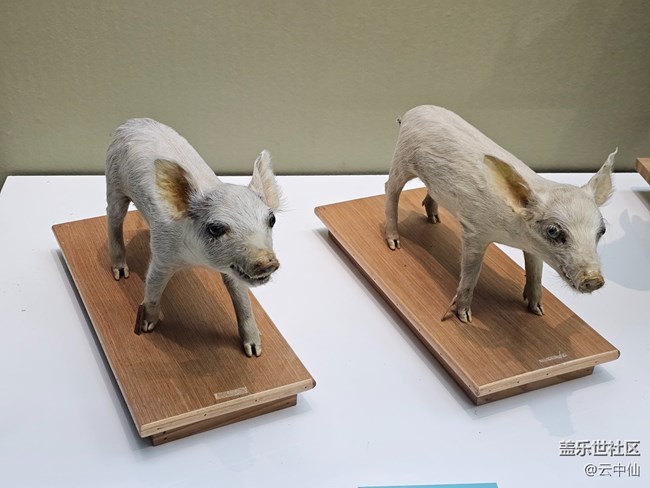 【春日序曲】家禽家畜