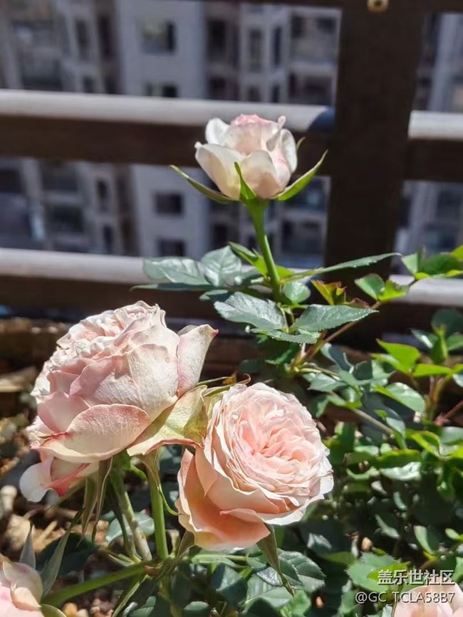 【春日尋花】花花