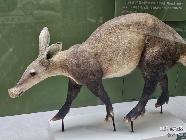 【春日序曲】動物中的可愛擔(dān)當(dāng)