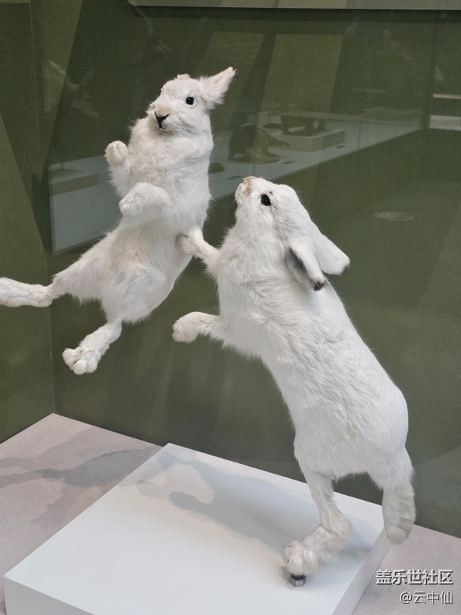 【春日序曲】動物中的可愛擔(dān)當(dāng)