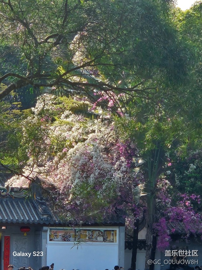 【活動回顧】園博園的三角梅