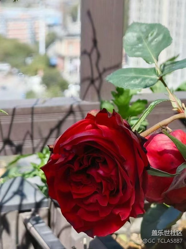 【春日尋花】花花