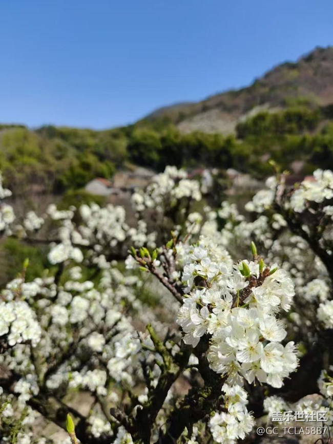 【廣州的花花們】梨花開(kāi)